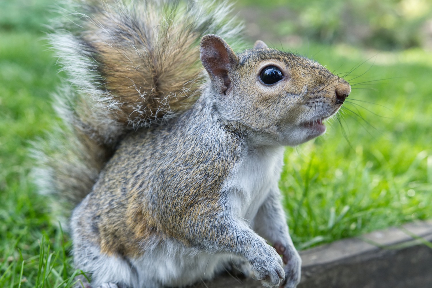 Eichhörnchen im Hyde Park