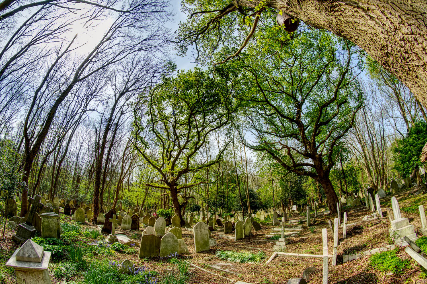 Grabsteine so weit das Auge reicht: Highgate Cemetery.
