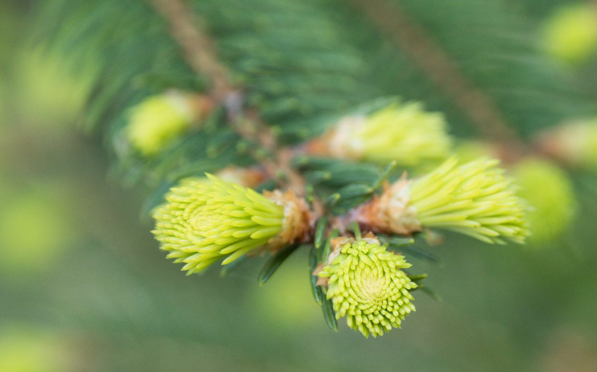 We can find wonderful detail in macro shots.