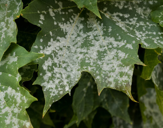 Mildew on a maple leaf - How to fight mildew