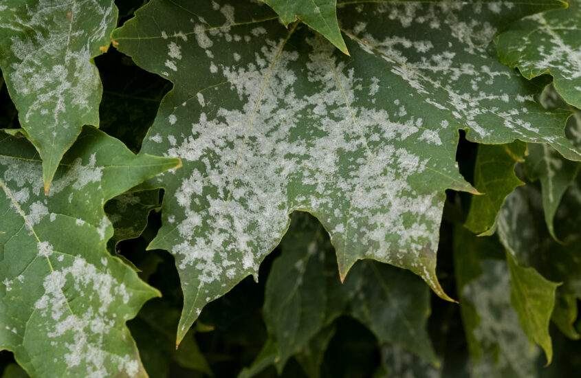 How to fight Mildew with Neem Oil and a pressure spray bottle