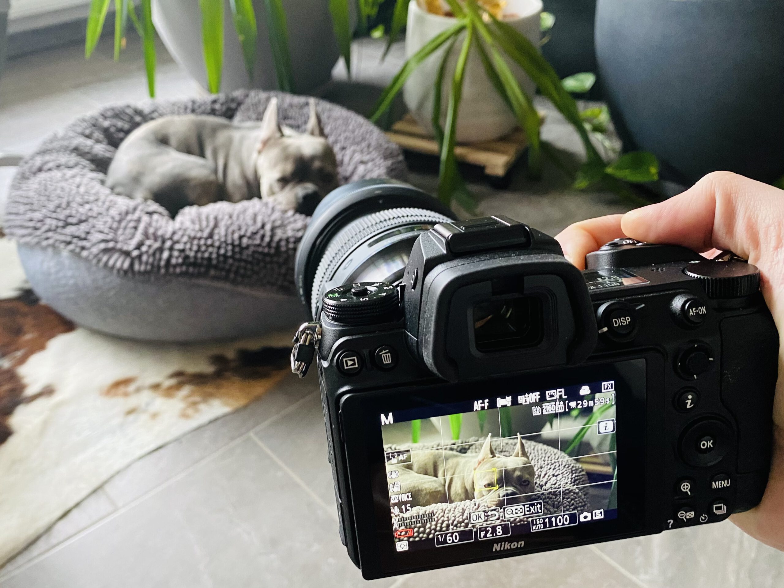 Nikon Z6 und Z6 II in camera 4K Video Einstellungen – Brilliantes Videomaterial Schritt für Schritt erklärt