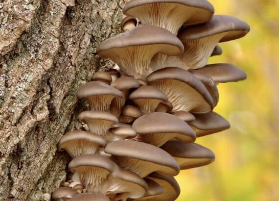 Grow your own edible mushrooms in a vertical mushroom farm