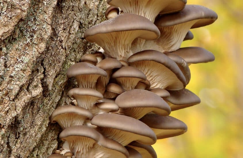 Vertical mushroom garden – grow edible mushrooms in wood logs in your own garden