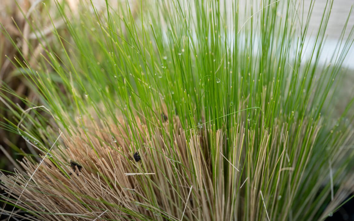 Already after a few days the feather grass begins to sprout again.
