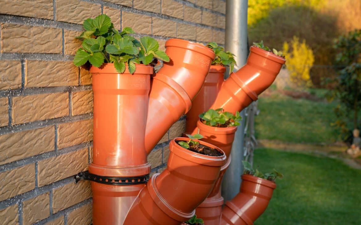 Facing south with hourly shade, strawberries thrive in our DIY vertical strawberry garden.