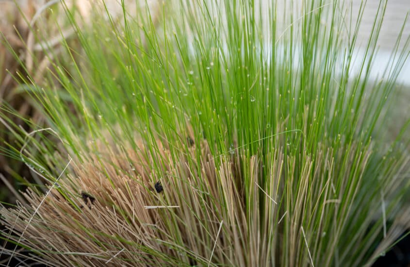 When should you cut back angel hair or feather grass (Stipa tenuissima)?