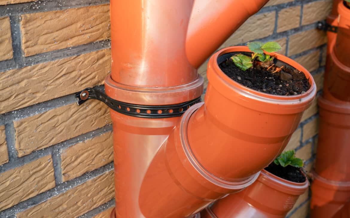 With a clamp, the tubes with strawberries can be attached to a wall.