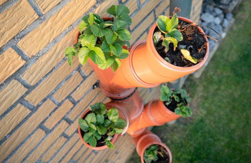 Vertical strawberry garden in tubes – an urban DIY project