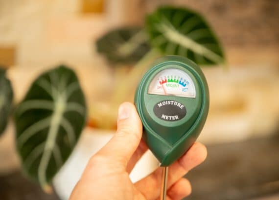 Soil tester for metering moisture in houseplants