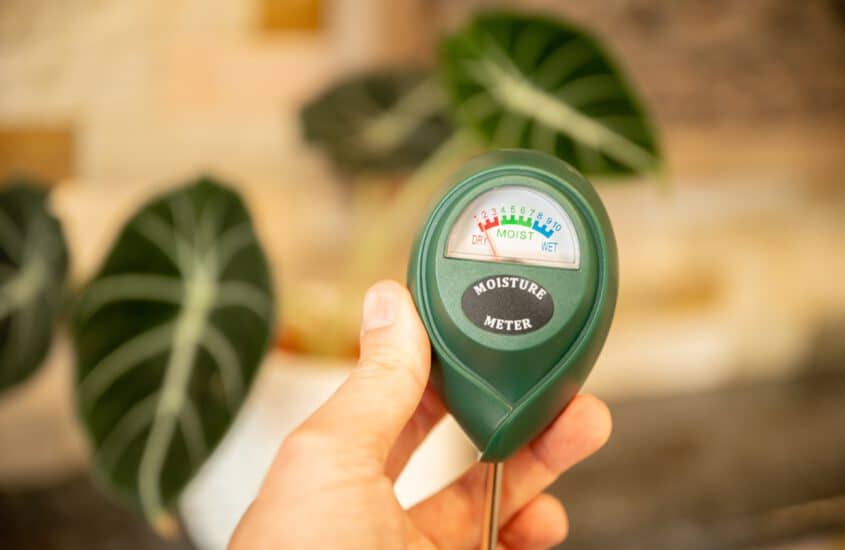 Reliably determine soil moisture for houseplants – Forget regular watering indicators!