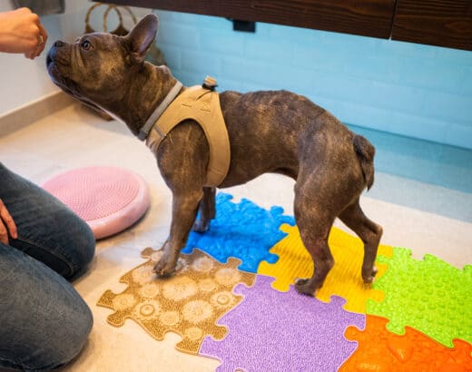 A sensory mat helps the dogs nerves to recover after a hernical disc surgery