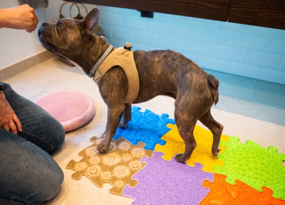 A sensory mat helps the dogs nerves to recover after a hernical disc surgery