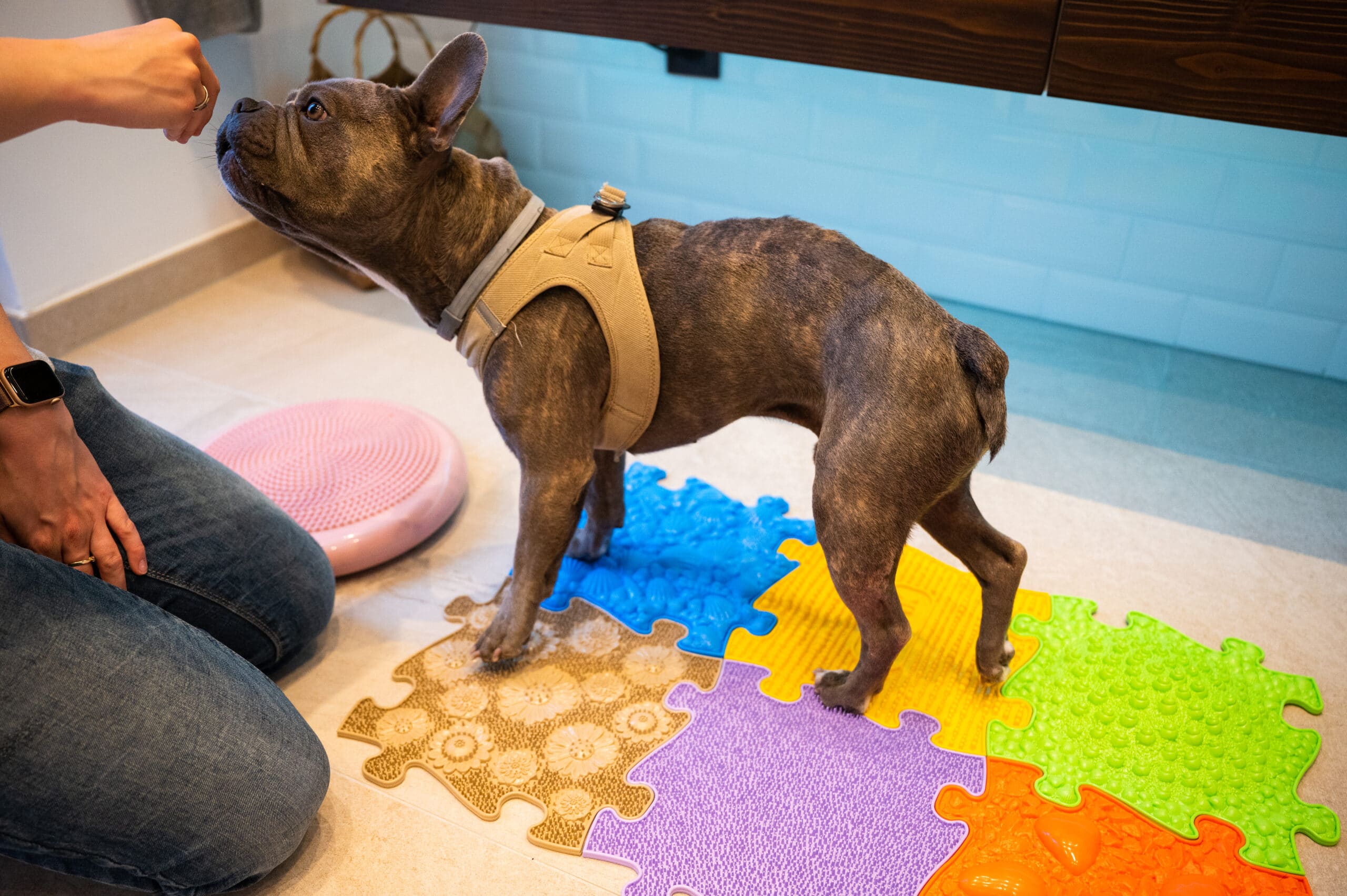 Dog herniated disc surgery home exercises for muscles and nerves