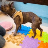 Bandscheibenvorfall-OP  Hund: Zuhause-Übungen für Muskeln und Nerven