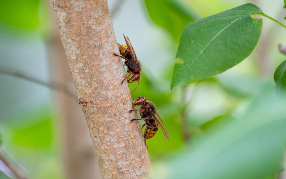 Zwei Hornissen "ringeln" einen Trieb des Fliederbuschs