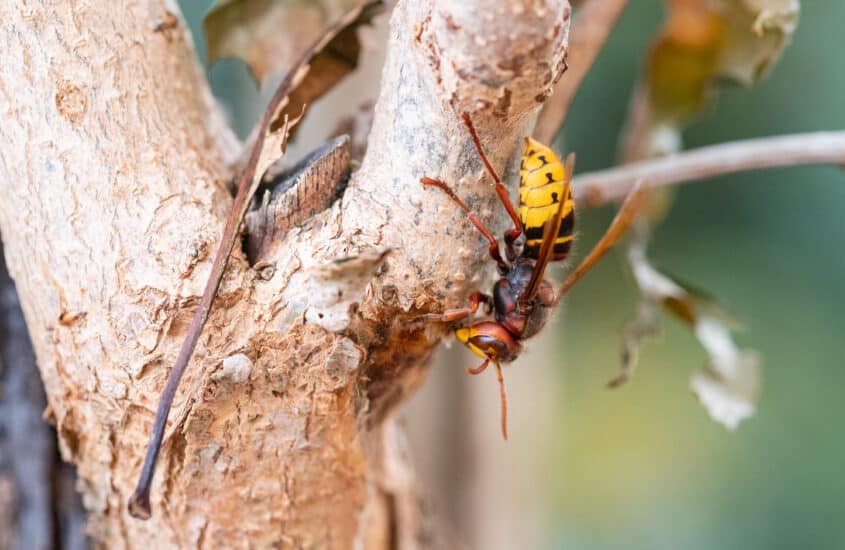 Hornets gnawing in the lilac