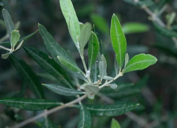 You notice white, wool or cotton wool-like infestation on the branches and leaves of the olive tree? Don't panic, we'll show you how to fight mealybugs effectively and easily.