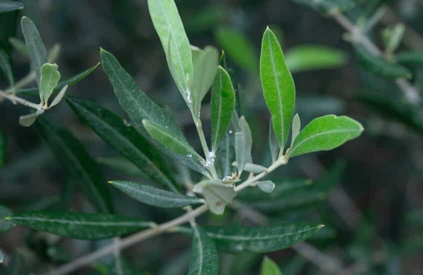 White cotton wool on branches: Control mealybugs in the olive tree