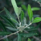 Weiße Watte im Olivenbaum: Wollläuse effektiv bekämpfen