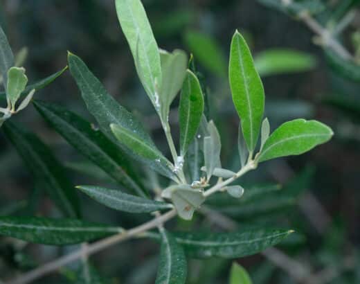 Weiße Watte im Olivenbaum: Wollläuse effektiv bekämpfen