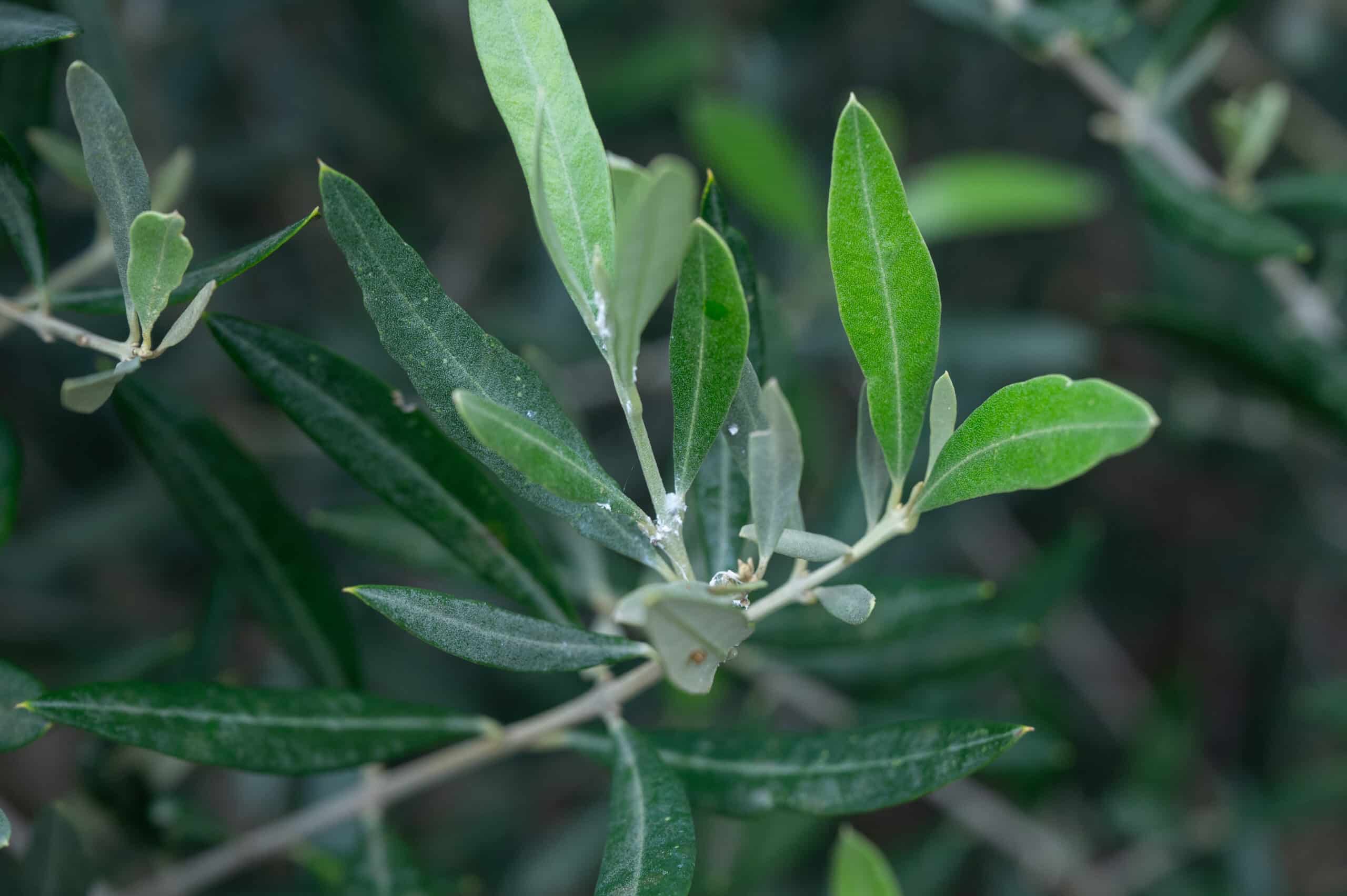 rhododendron hamburg kaufen Rhododendron 'Golden Green Gift'